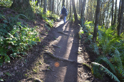 Talbert Drive access is steep with large roots crossing the trail shortly after trailhead